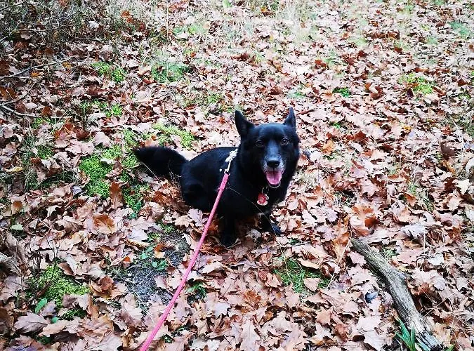 Wislanskie Skije Wisła